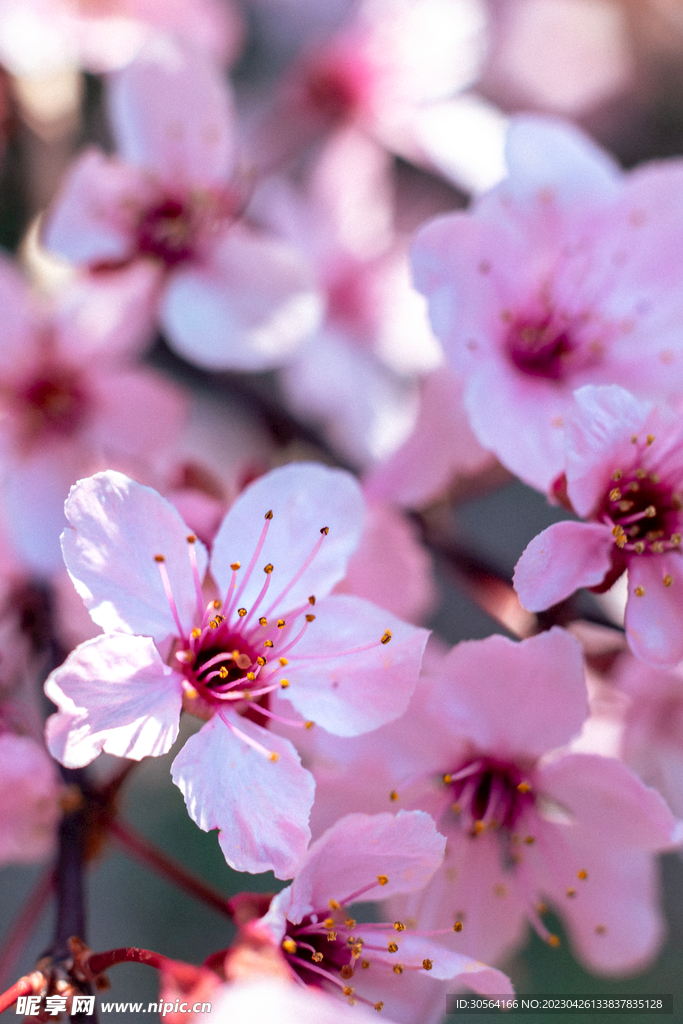 樱花