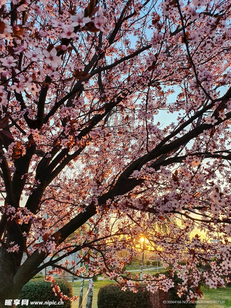 樱花
