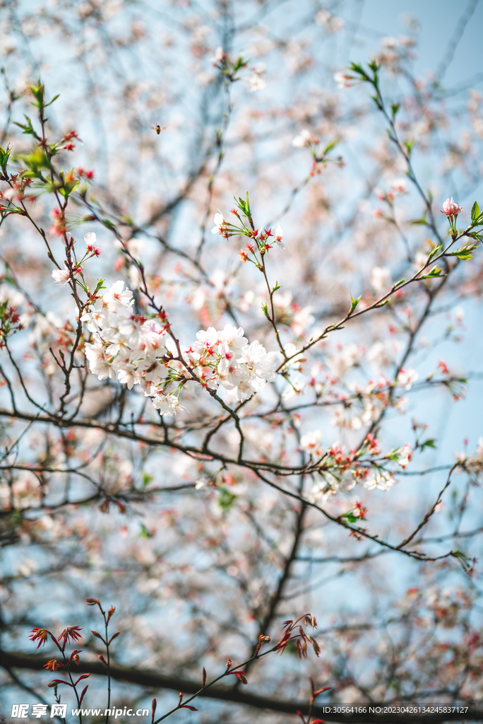 樱花