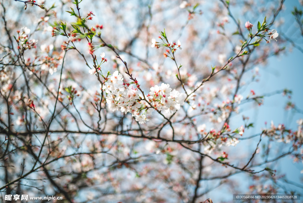 樱花