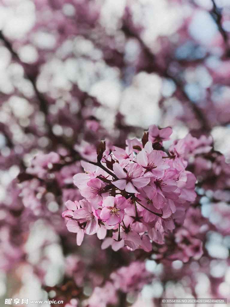 樱花
