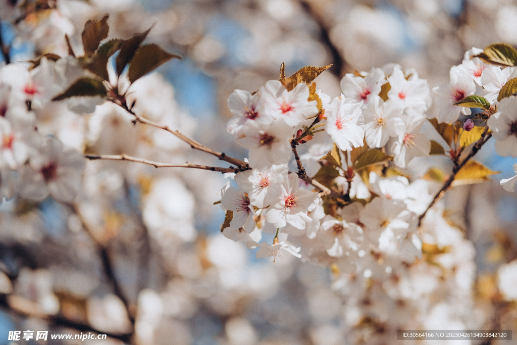 樱花