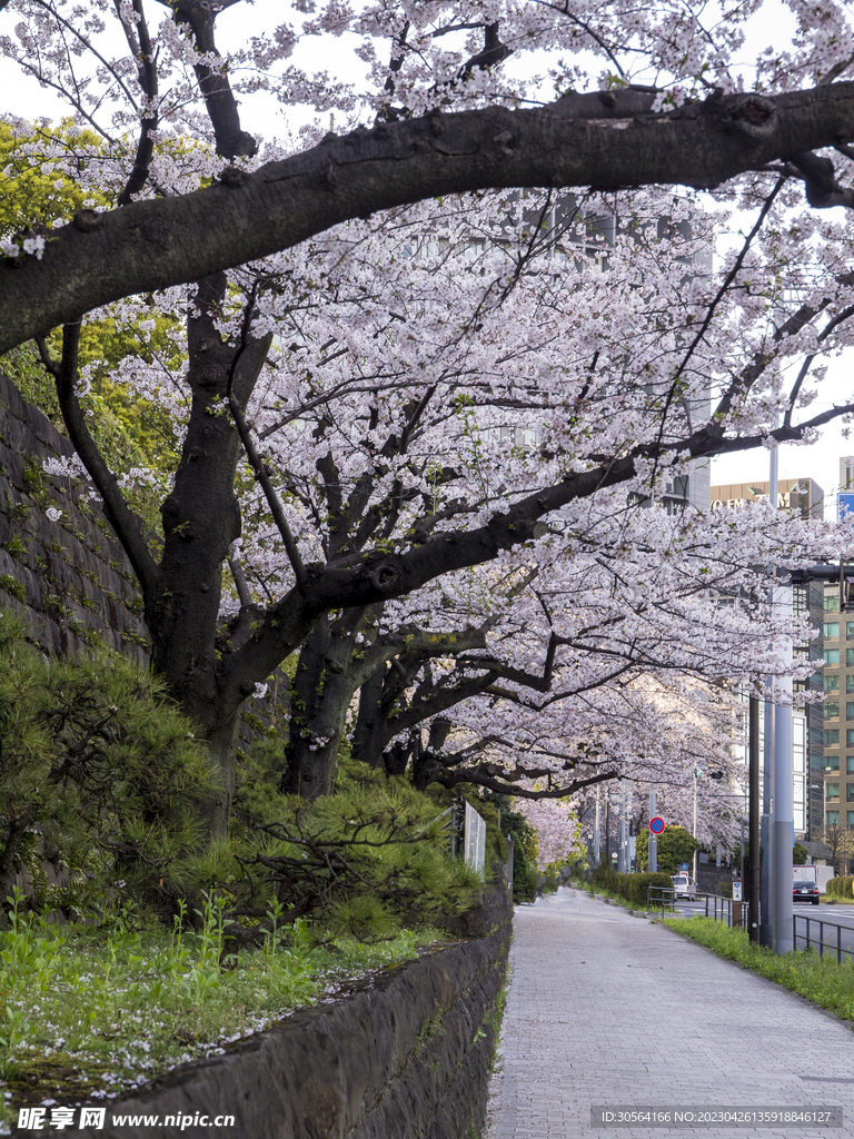 樱花