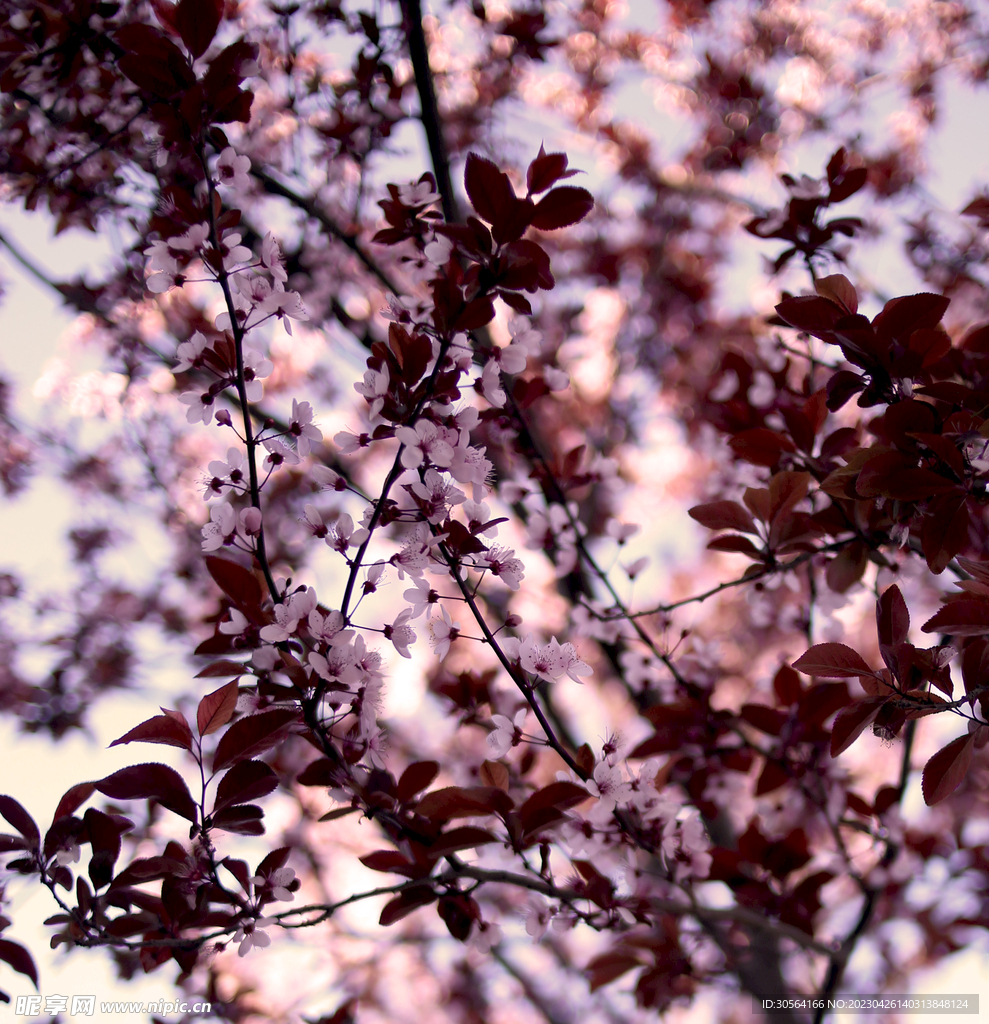 樱花