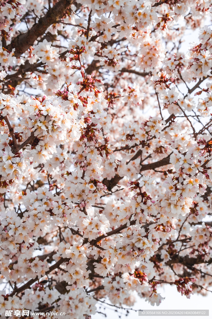 樱花