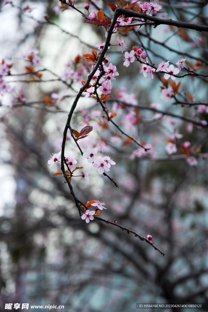 樱花