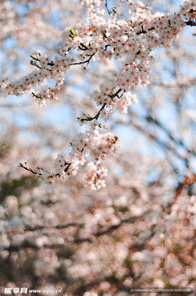 樱花