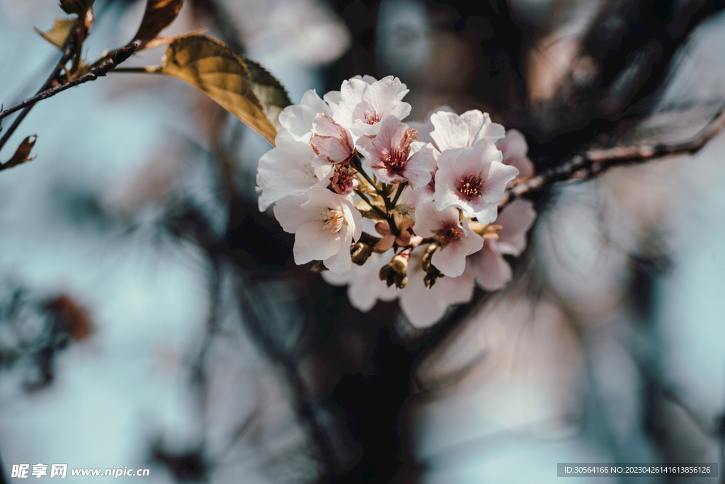 樱花