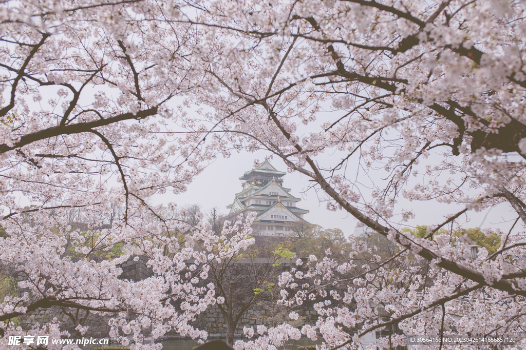 樱花