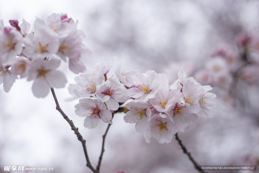 白色樱花