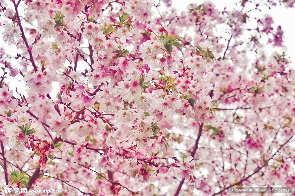 樱花