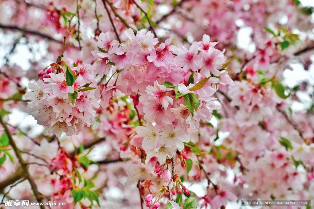樱花