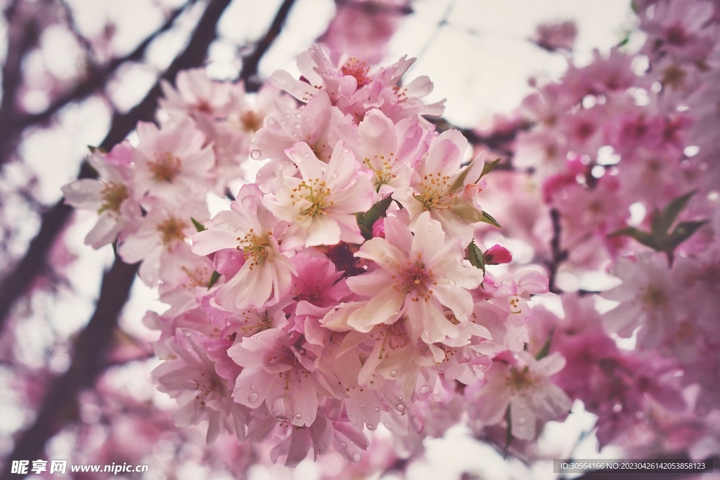 樱花