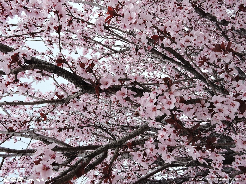 樱花