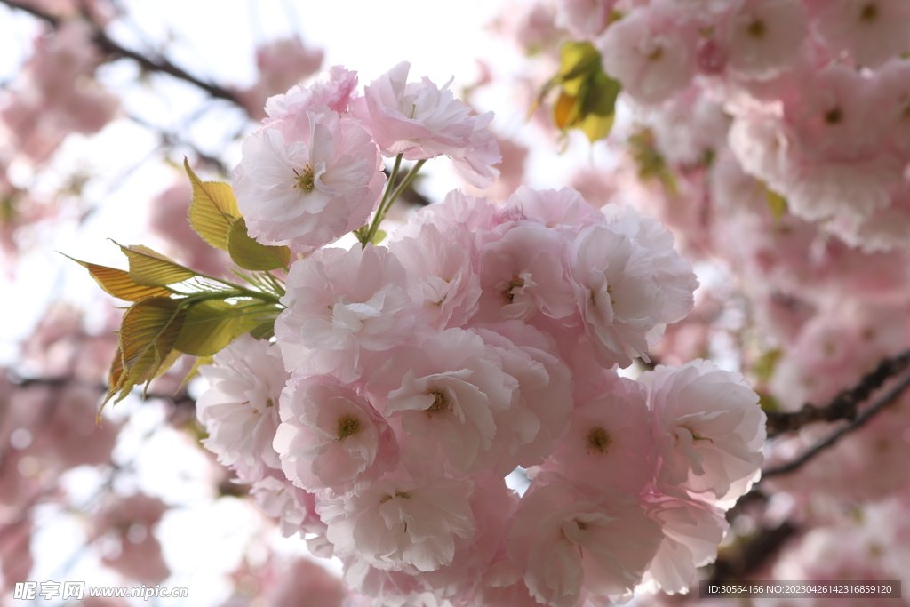 樱花