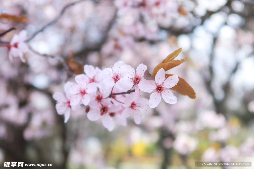 樱花