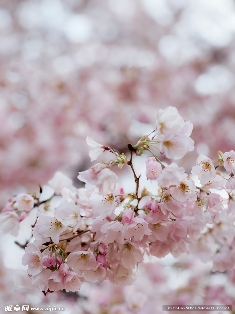 樱花