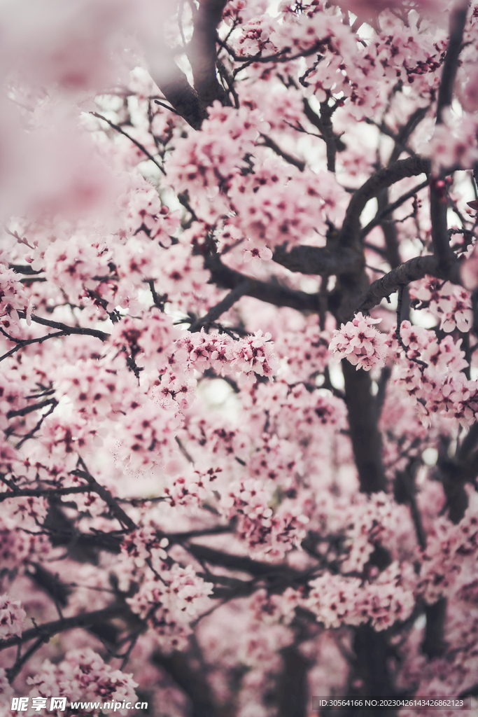 樱花