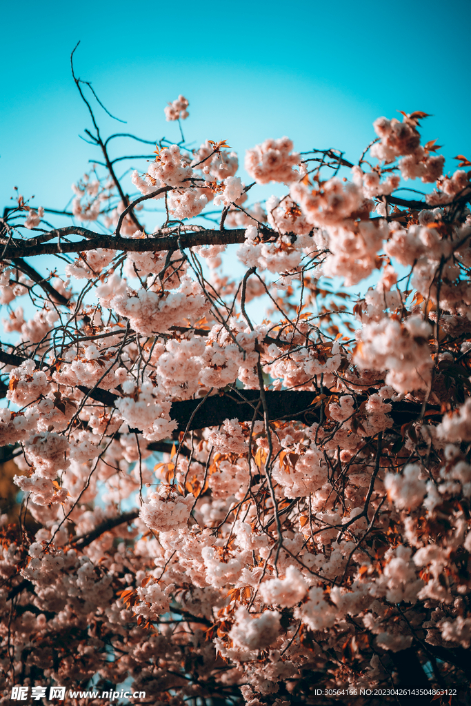 樱花