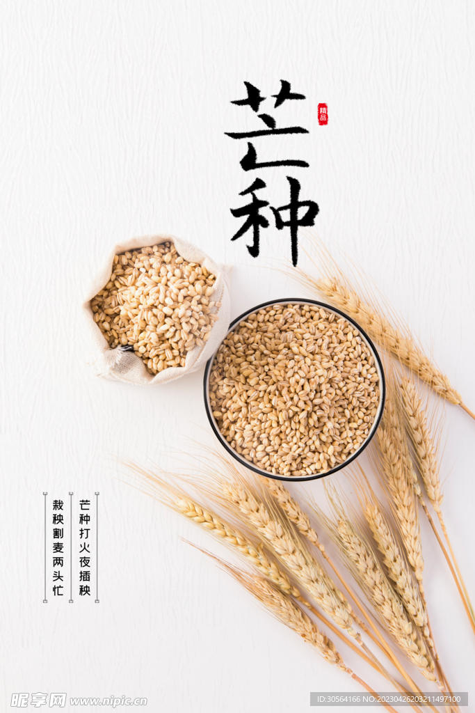 芒种