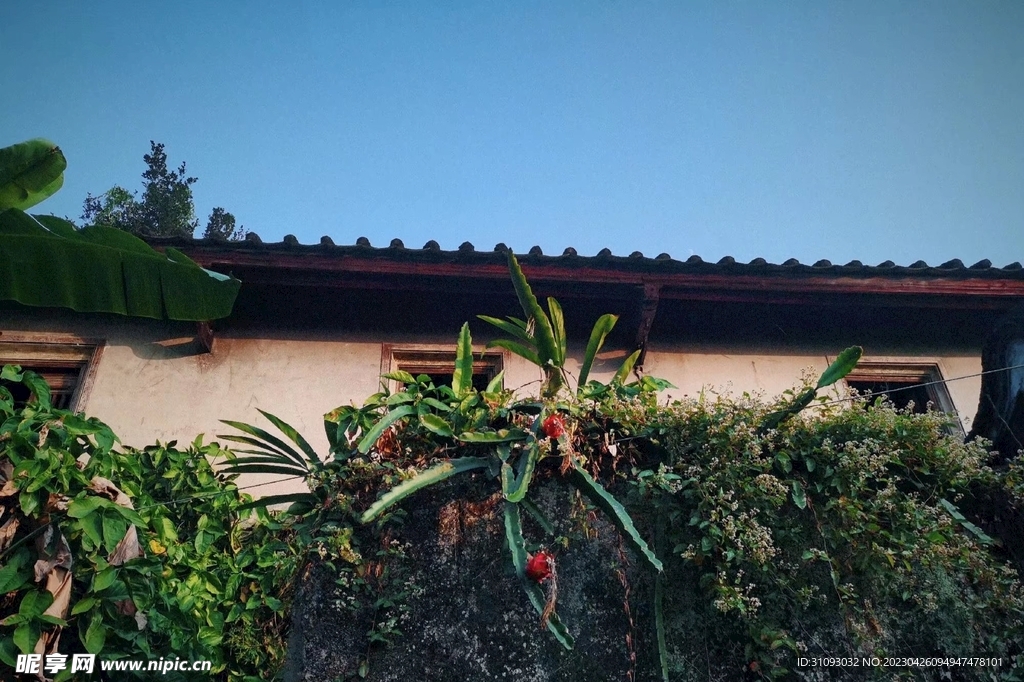 火龙果呀