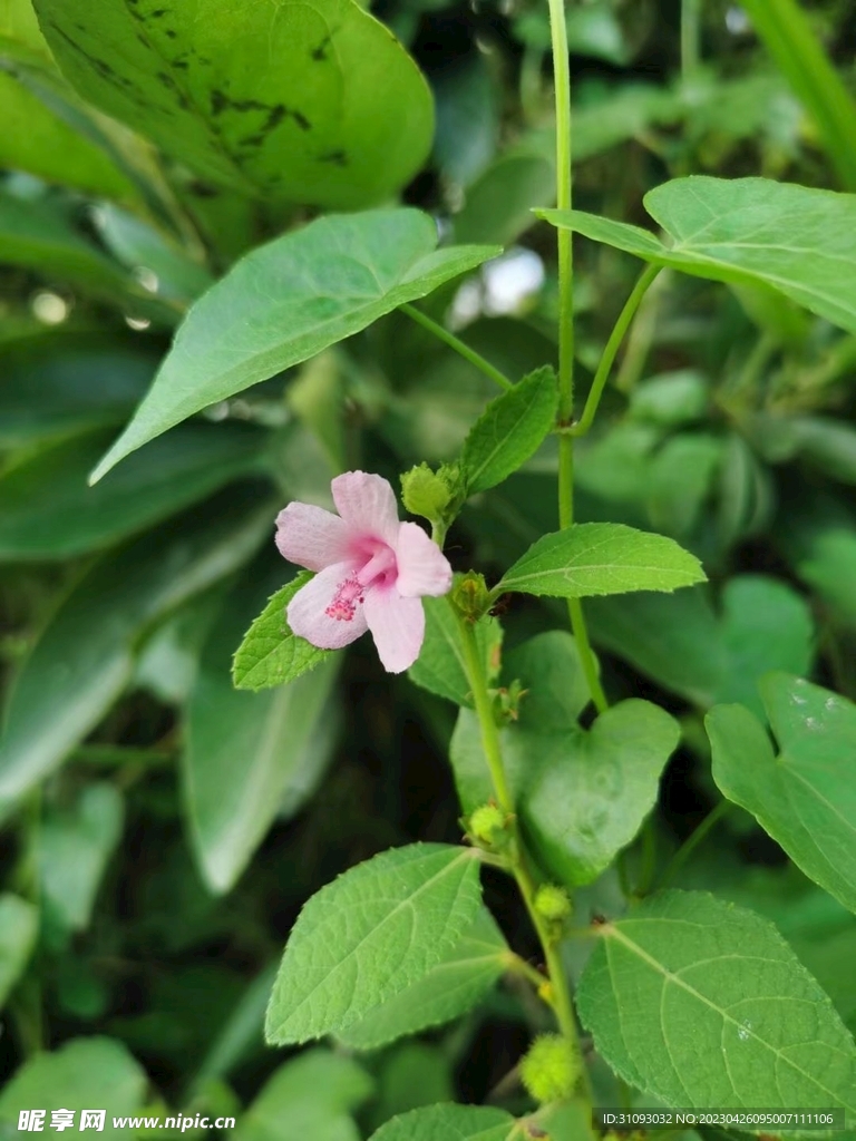 野棉花