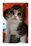 猫咪小十七