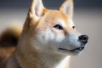 狗