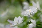 雏菊