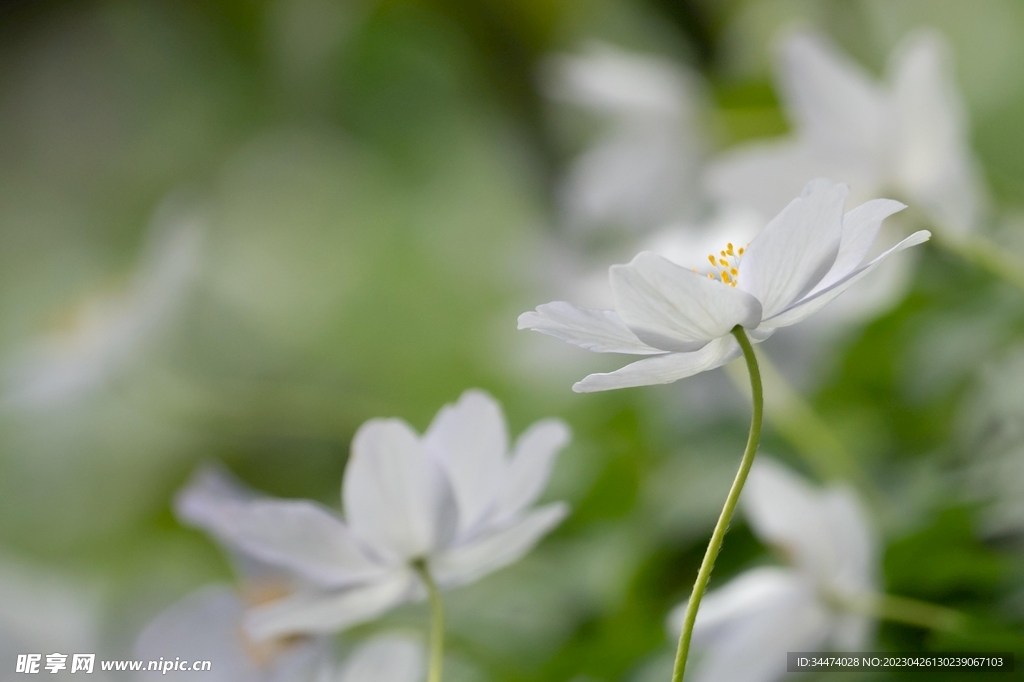 雏菊