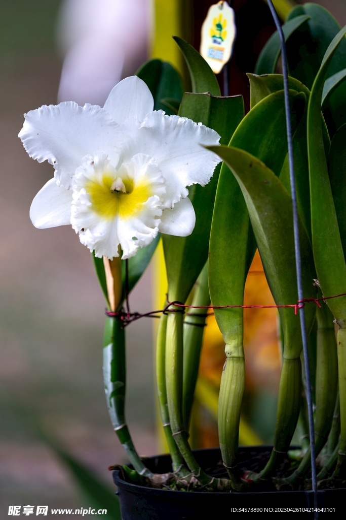 兰花草