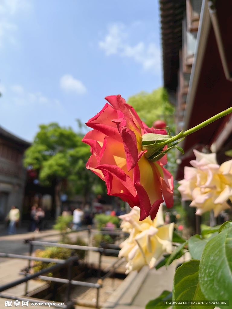 月季 