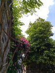 绿树蓝天