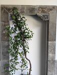 一颗小树  