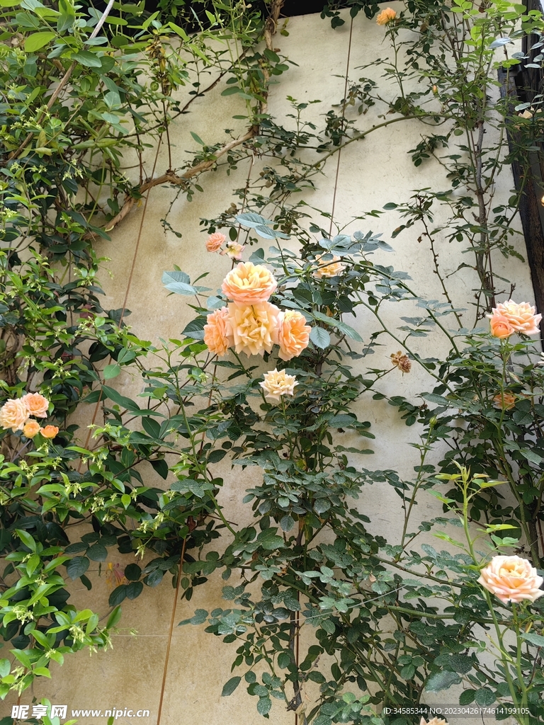 月季  
