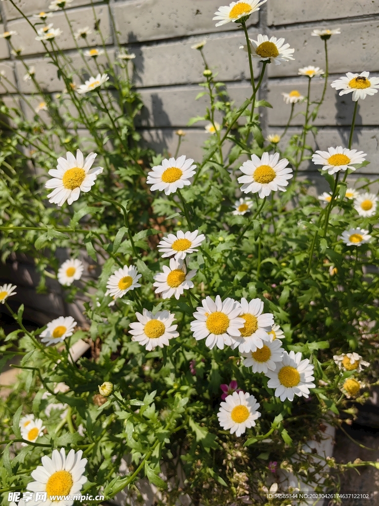 小花   