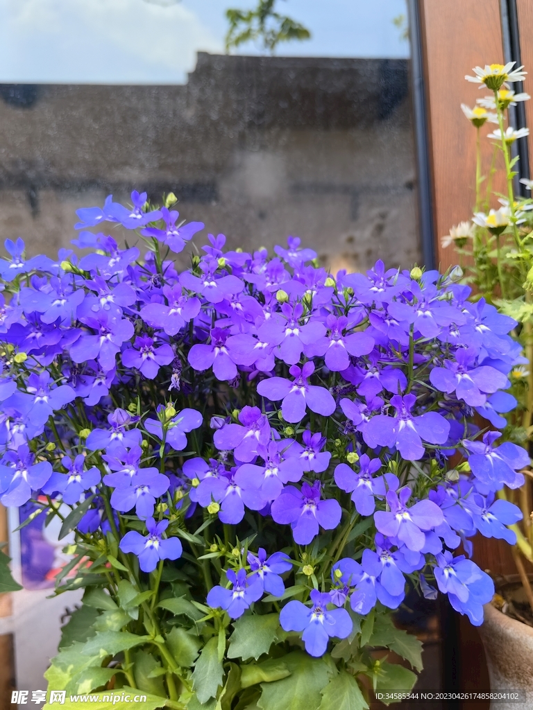 紫花  