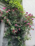 花墙 