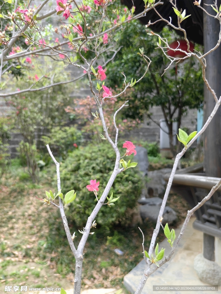 杜鹃  