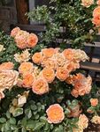 繁花
