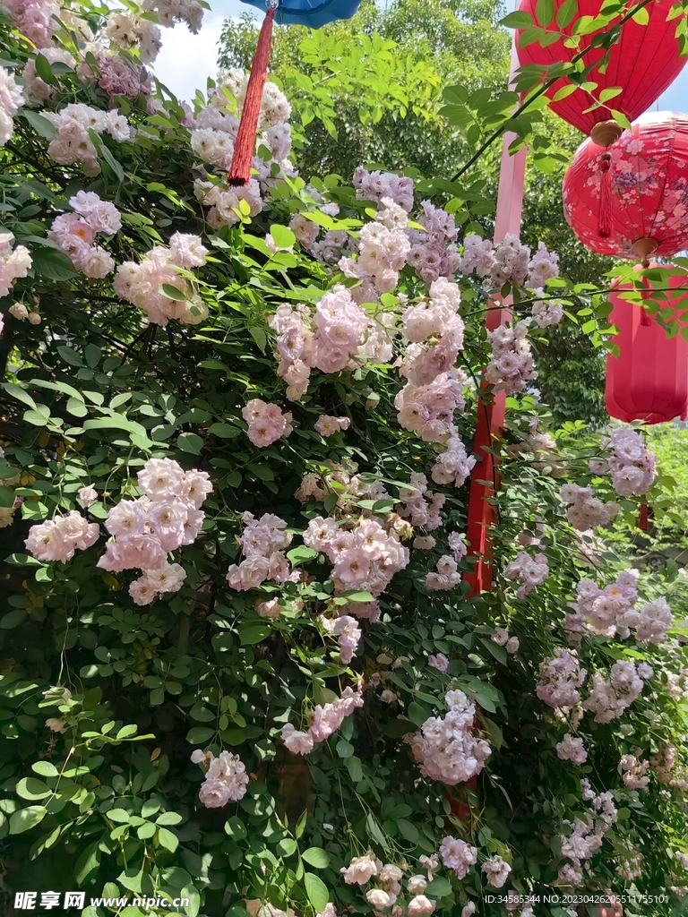 蔷薇  