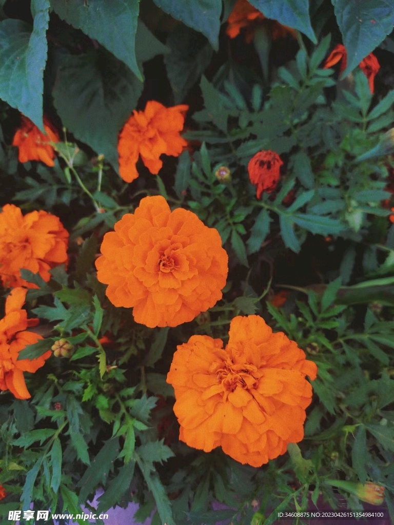 花