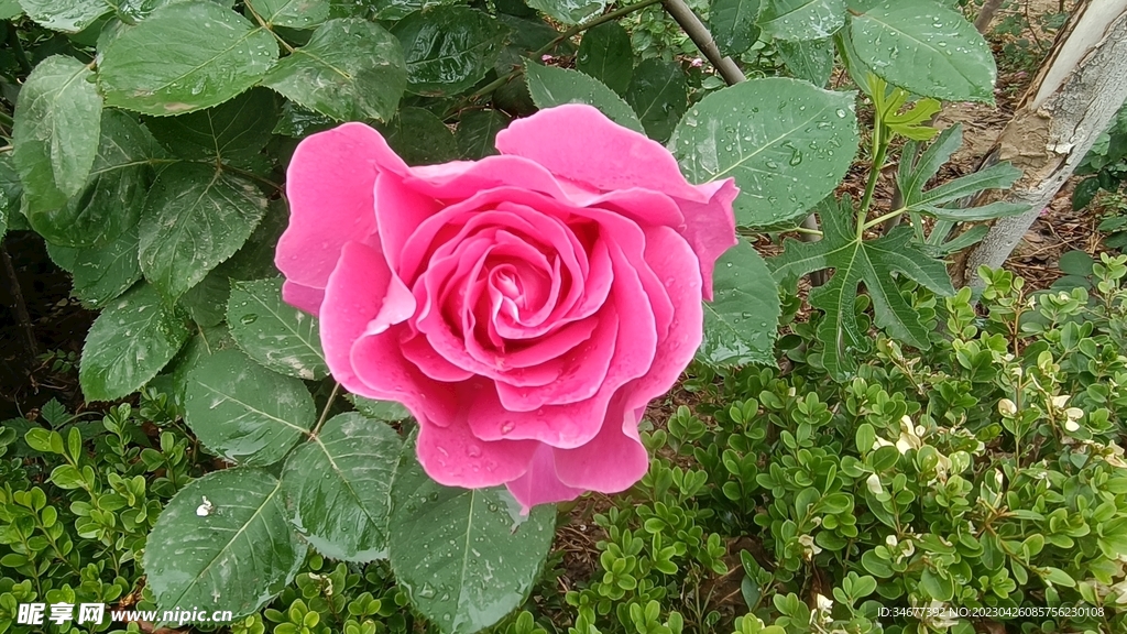 雨后的花