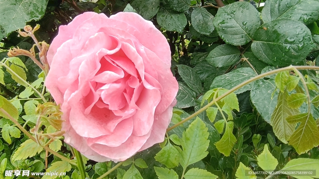 雨后月季