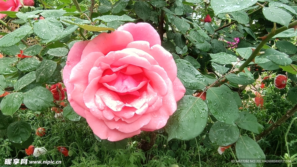 雨后淡粉月季