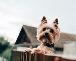 狗