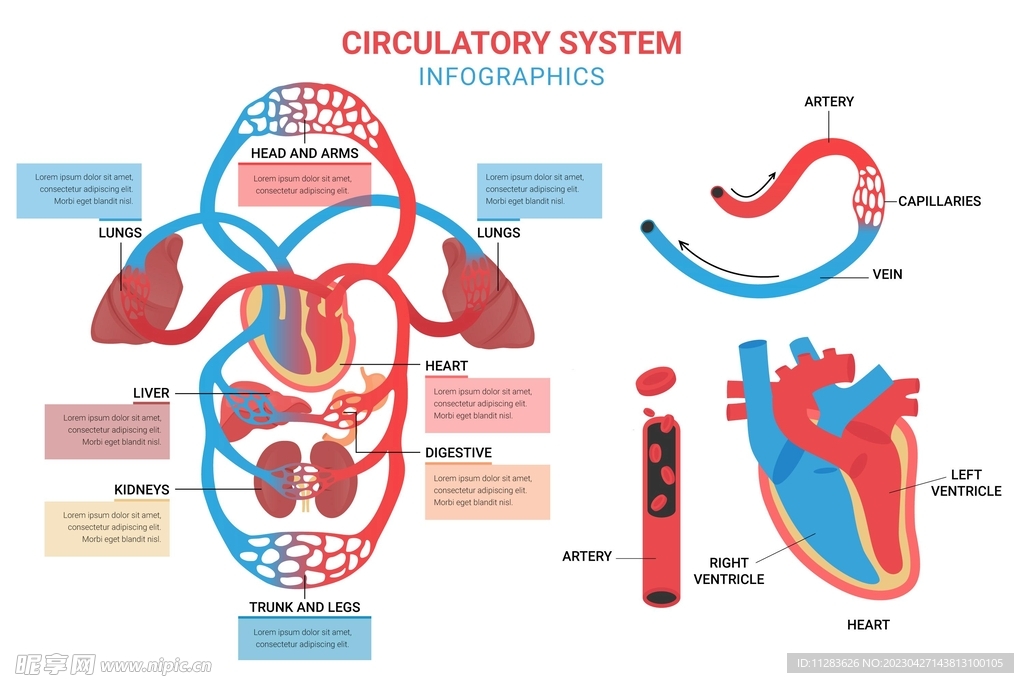 血液循环系统