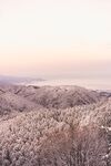 冬季树林风景