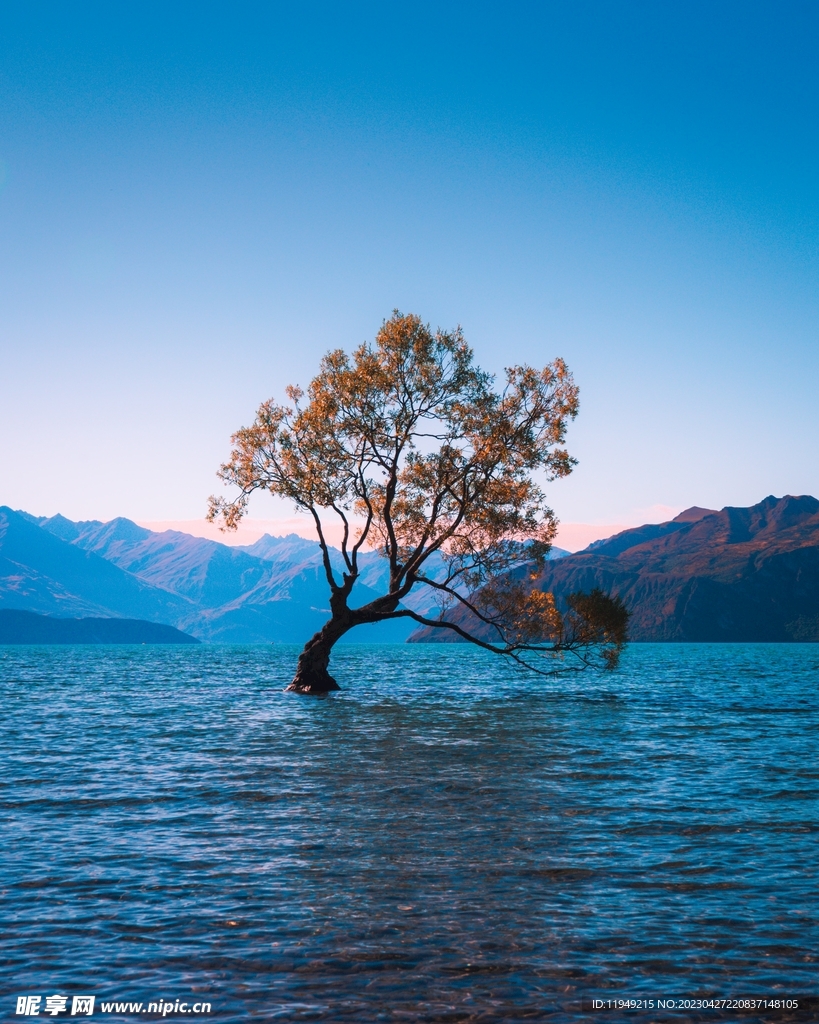 湖上一棵树风景 