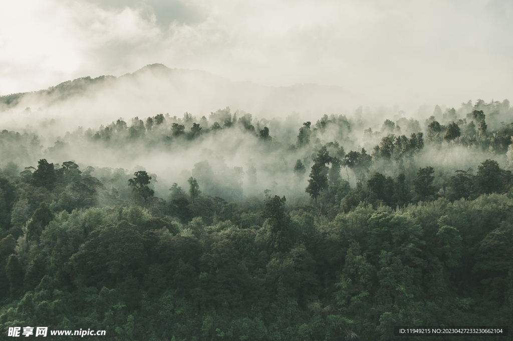 树林风景